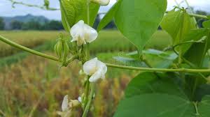 Attēlu rezultāti vaicājumam “Leguminosae”