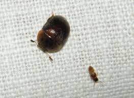 Attēlu rezultāti vaicājumam “Cychramus variegatus”