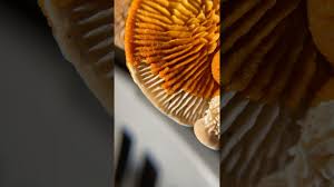 Attēlu rezultāti vaicājumam “Badhamia utricularis plasmodium”