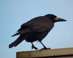 Attēlu rezultāti vaicājumam “Corvus frugilegus”