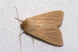 Attēlu rezultāti vaicājumam “Mythimna flammea”