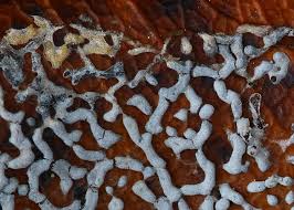 Attēlu rezultāti vaicājumam “Physarum bitectum”