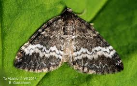 Attēlu rezultāti vaicājumam “Perizoma affinitata”