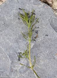 Attēlu rezultāti vaicājumam “Najas marina”