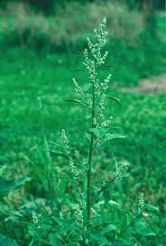 Image result for Chenopodium album