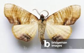 Attēlu rezultāti vaicājumam “Plagodis dolabraria”