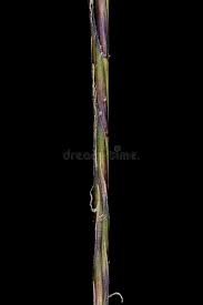 Attēlu rezultāti vaicājumam “Nardus stricta fruit”