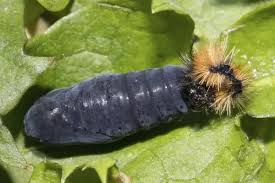 Attēlu rezultāti vaicājumam “Parasemia plantaginis female”