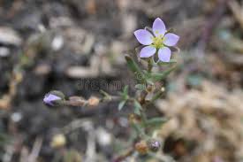 Attēlu rezultāti vaicājumam “Spergularia marina bud”