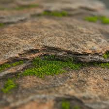 Attēlu rezultāti vaicājumam “Bryum neodamense macro”