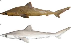 Image result for Carcharhinus