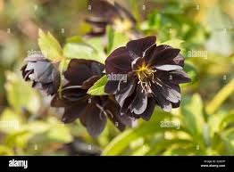 Attēlu rezultāti vaicājumam “Helleborus niger flower”