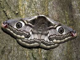 Attēlu rezultāti vaicājumam “Saturnia pavonia female”