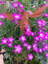 Image result for Agrostemma githago