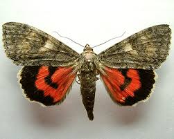 Attēlu rezultāti vaicājumam “Catocala nupta”