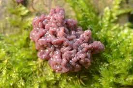 Attēlu rezultāti vaicājumam “Exidia glandulosa”