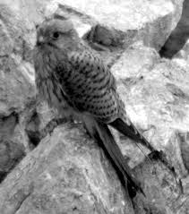 Attēlu rezultāti vaicājumam “Falco tinnunculus adult”