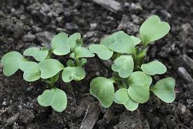 Image result for Radieschen