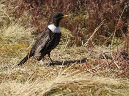 Image result for Turdus torquatus