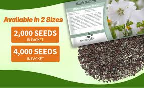 Attēlu rezultāti vaicājumam “Malva moschata alba fruit”