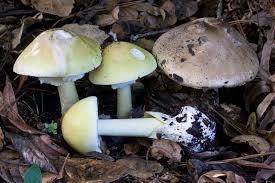 Attēlu rezultāti vaicājumam “Amanita phalloides”