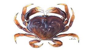 Image result for Metacarcinus magister