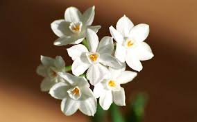 Attēlu rezultāti vaicājumam “Narcissus bud”