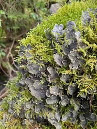 Attēlu rezultāti vaicājumam “Dicranella cerviculata”