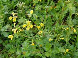 Attēlu rezultāti vaicājumam “Raphanus raphanistrum”