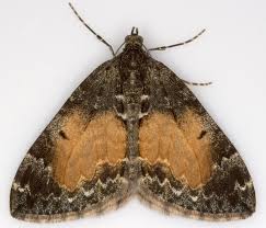 Attēlu rezultāti vaicājumam “Dysstroma truncata”