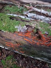 Attēlu rezultāti vaicājumam “Trichia sp.”