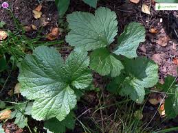 Attēlu rezultāti vaicājumam “Geum urbanum leaf”