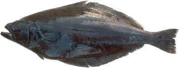 Image result for Reinhardtius hippoglossoides