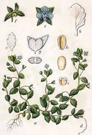 Attēlu rezultāti vaicājumam “Veronica agrestis leaf”