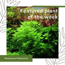 Attēlu rezultāti vaicājumam “Hottonia palustris leaf”