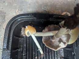 Attēlu rezultāti vaicājumam “Rosellinia desmazieri spores”