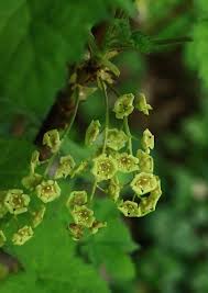 Attēlu rezultāti vaicājumam “Ribes rubrum flower”