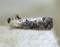 Attēlu rezultāti vaicājumam “Hedya salicella”