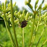 Attēlu rezultāti vaicājumam “Chaerophyllum aromaticum”