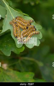 Attēlu rezultāti vaicājumam “Phalera bucephala larva”