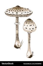 Attēlu rezultāti vaicājumam “Macrolepiota procera”