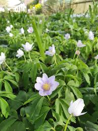 Attēlu rezultāti vaicājumam “Anemone nemorosa flower”