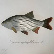 Attēlu rezultāti vaicājumam “Leuciscus idus”