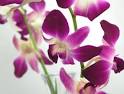 Dendrobium | fairy landscape
