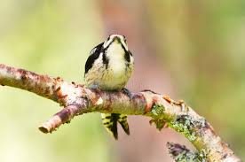 Attēlu rezultāti vaicājumam “Dendrocopos minor male”