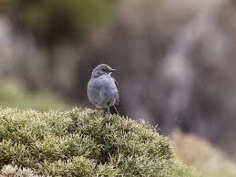Attēlu rezultāti vaicājumam “Prunella modularis adult”