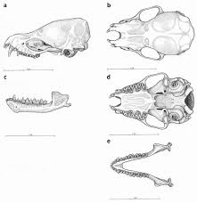 Attēlu rezultāti vaicājumam “Myotis dasycneme”