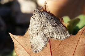 Attēlu rezultāti vaicājumam “Epirrita sp.”