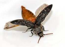 Attēlu rezultāti vaicājumam “Agrypnus murinus”