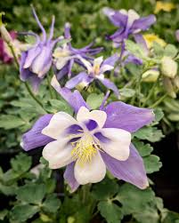 Image result for Aquilegia vulgaris